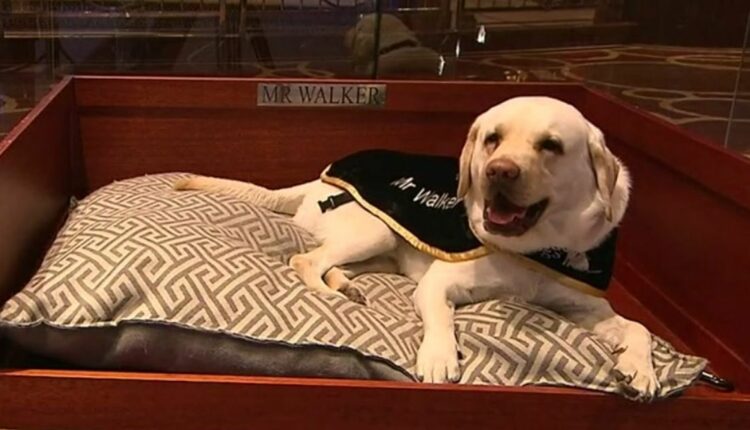 Park Hyatt Melbourne's Beloved Dog Ambassador Mr. Walker to Retire