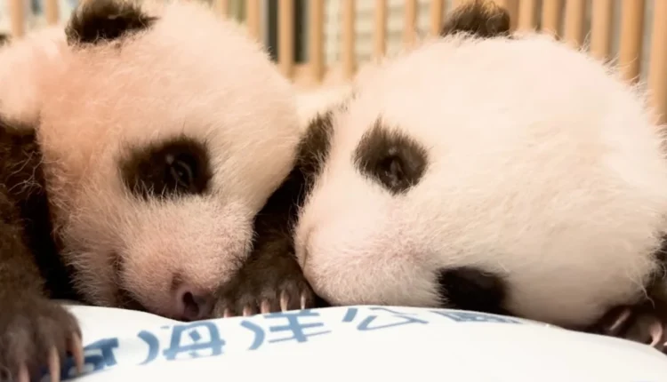 Hong Kong Celebrates Lunar New Year with Panda-themed Festivities