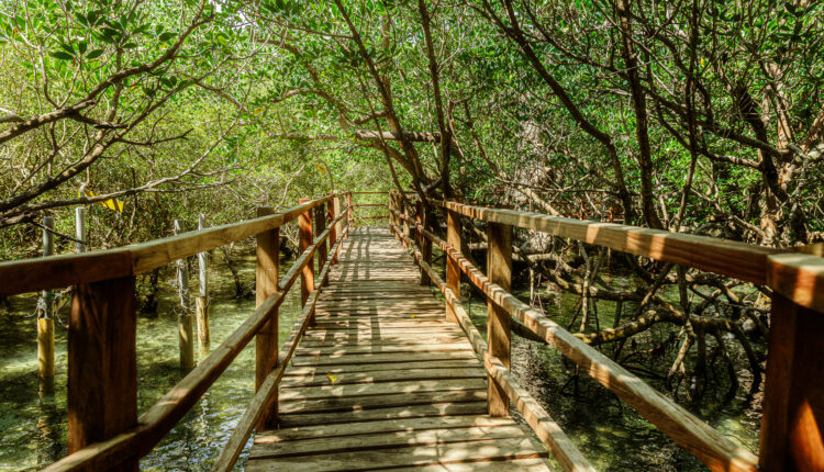 Suyac Island's Mangrove Eco-Park Recognized by ASEAN