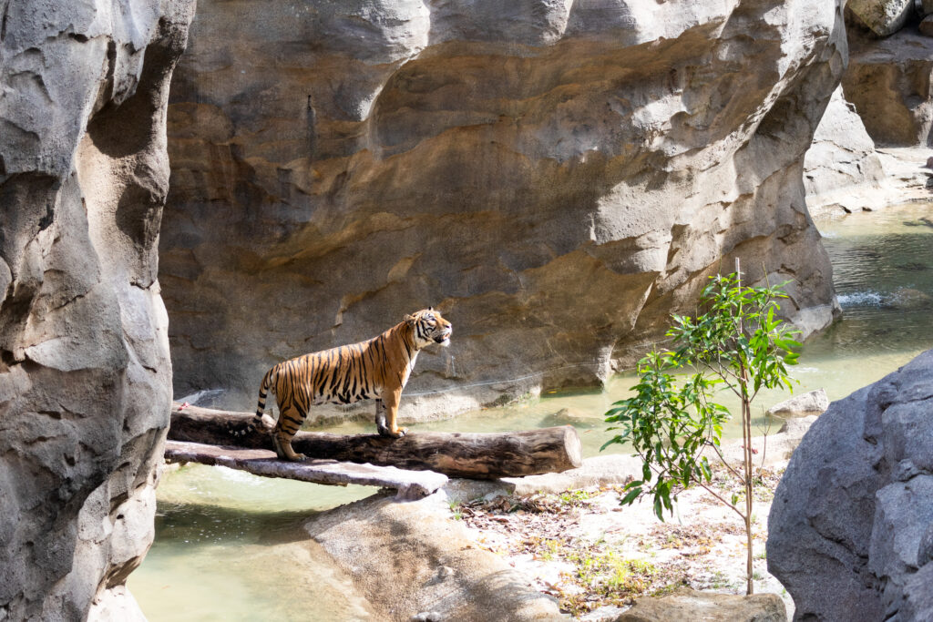 Singapore's Unique Rainforest Experience to Open to the Public in March 2025