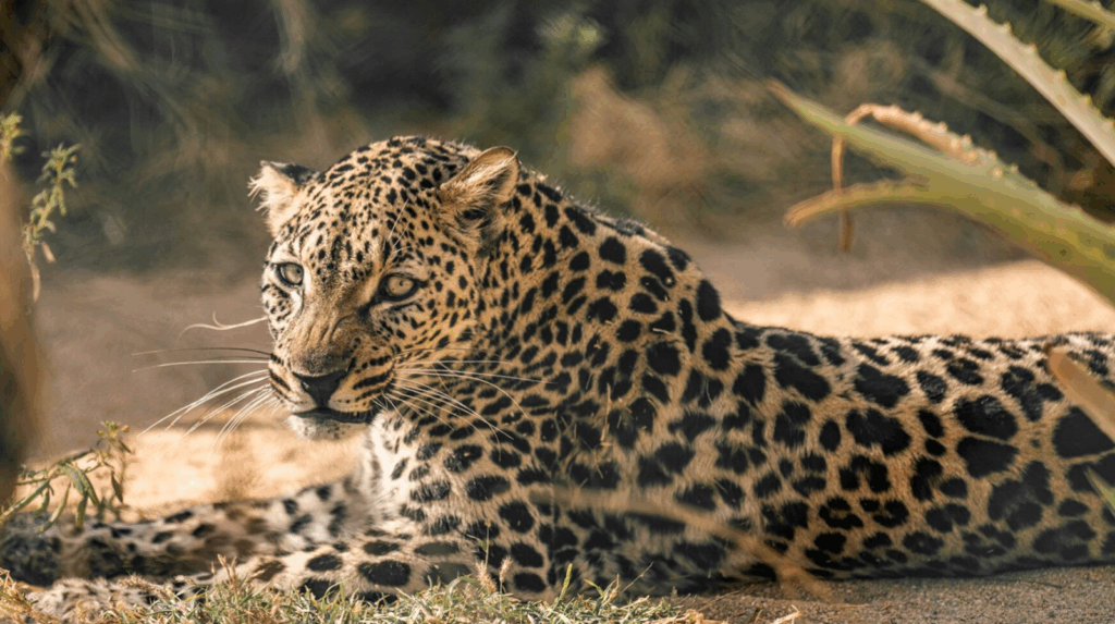 RCU Collaborates with Arabian Leopard Fund to Safeguard the 'Arabian Leopard'