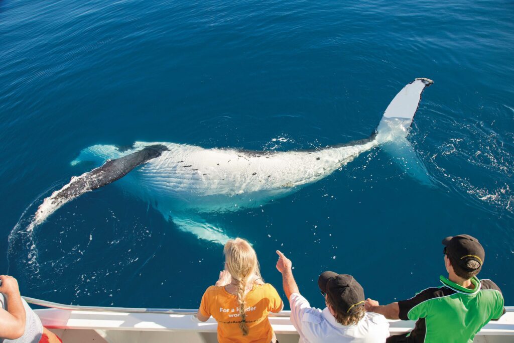 Discover Whale Watching with SeaLink in Australia