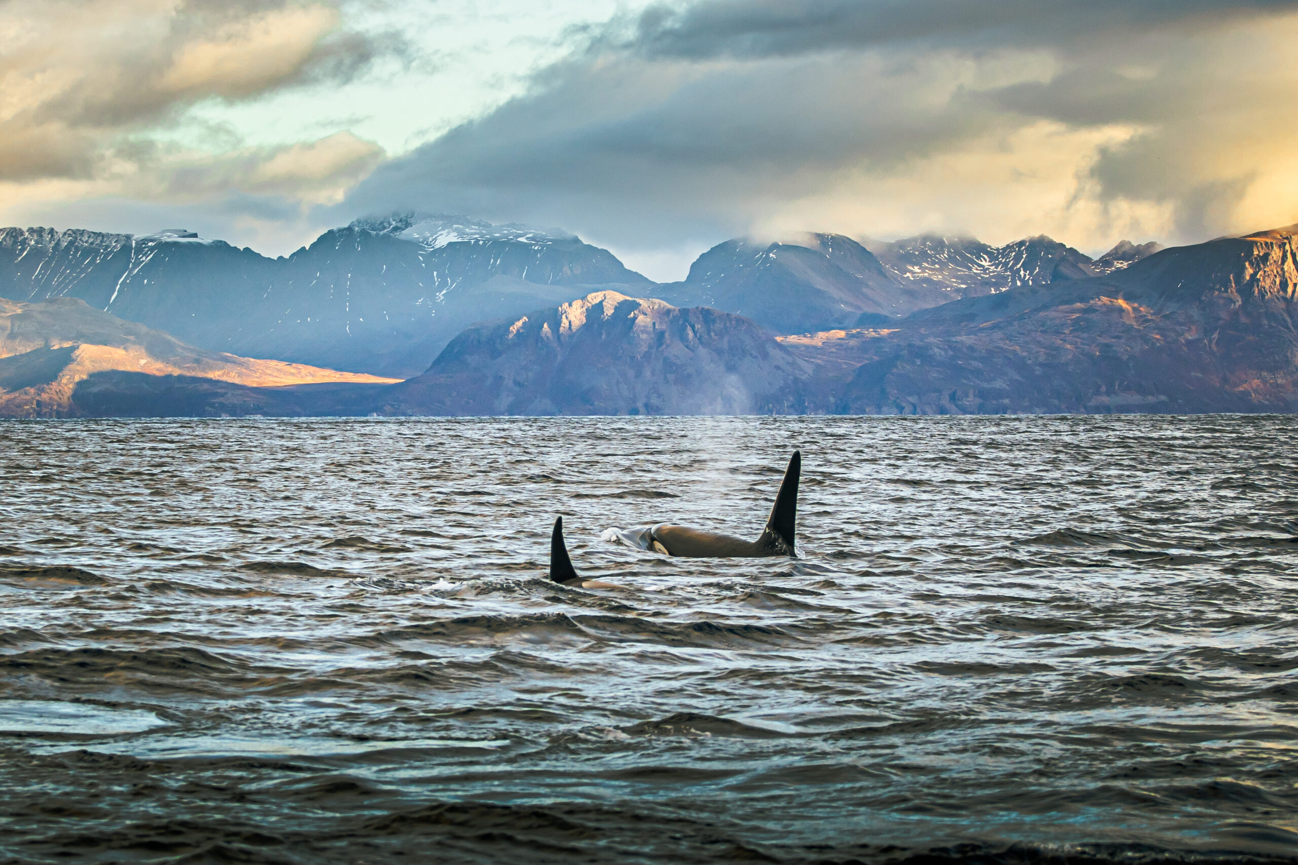 Sarah Casewit Unveils 'Auroras & Orcas' Experience in Norway
