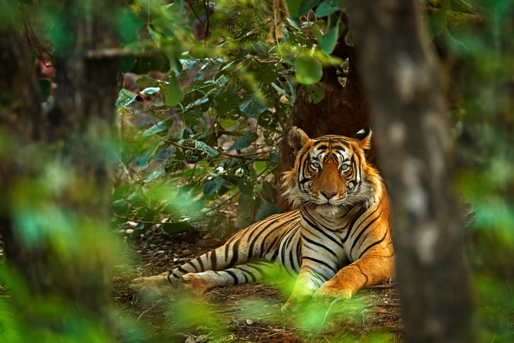 MakeMyTrip Unveils a New Initiative to Enhance Wildlife Tourism in India