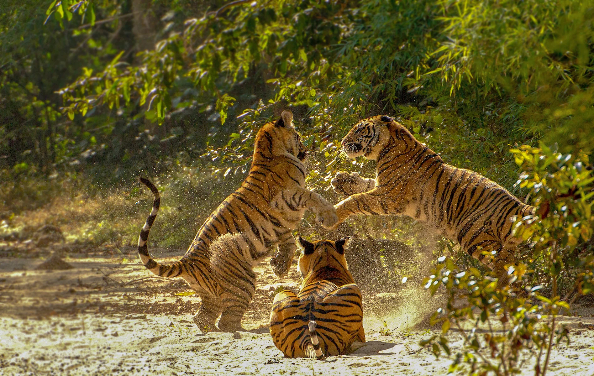Madhya Pradesh Prepares Forests for Wildlife and Tourists This Winter