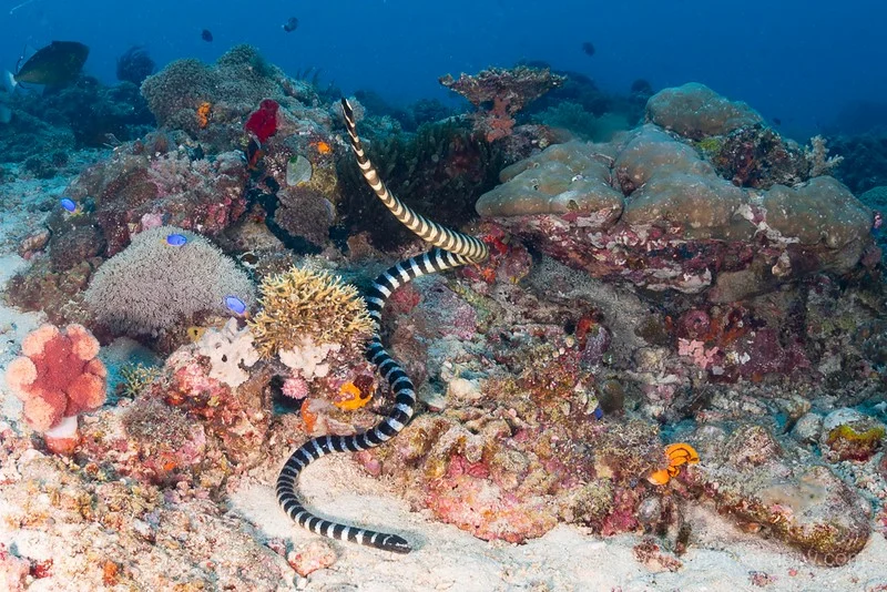 Philippines Showcases Sogod Bay as a Prime Diving Destination