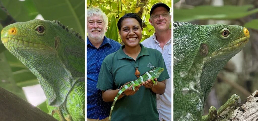 Six Senses Fiji Initiates Restoration of the Fijian Crested Iguana on Castaway Island